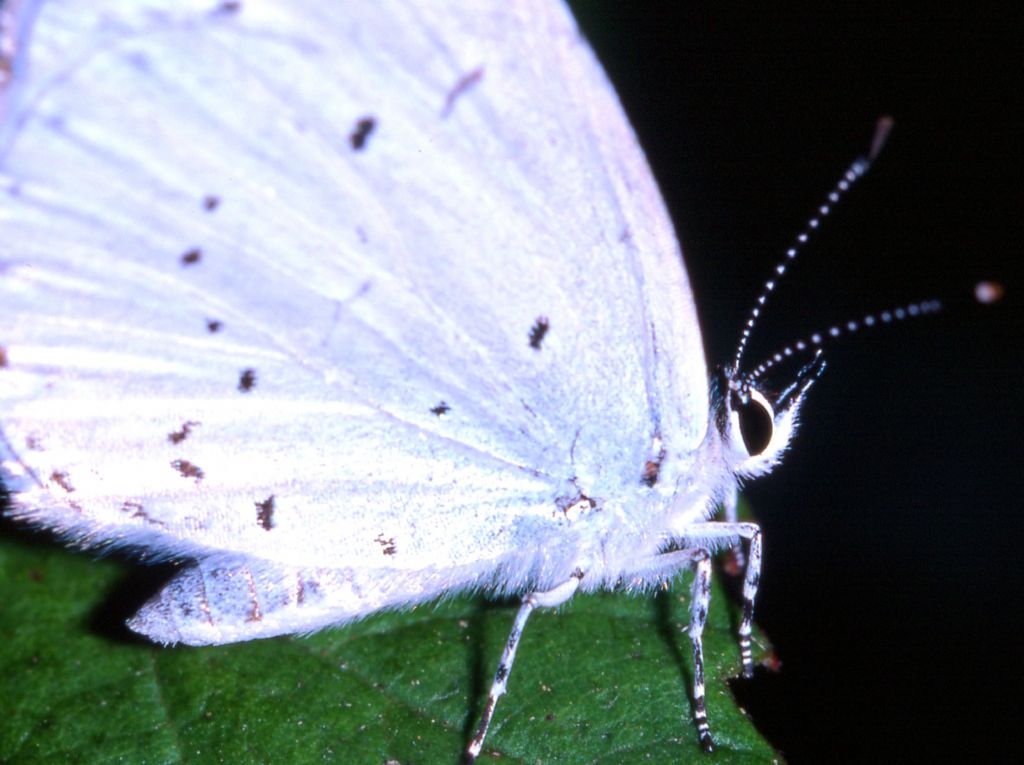 Celastrina ? (125)